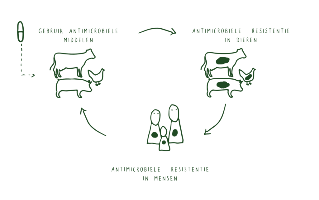 Een illustratie van de cirkel van antibiotica die via dier naar mens gaat en daardoor resistent maakt
