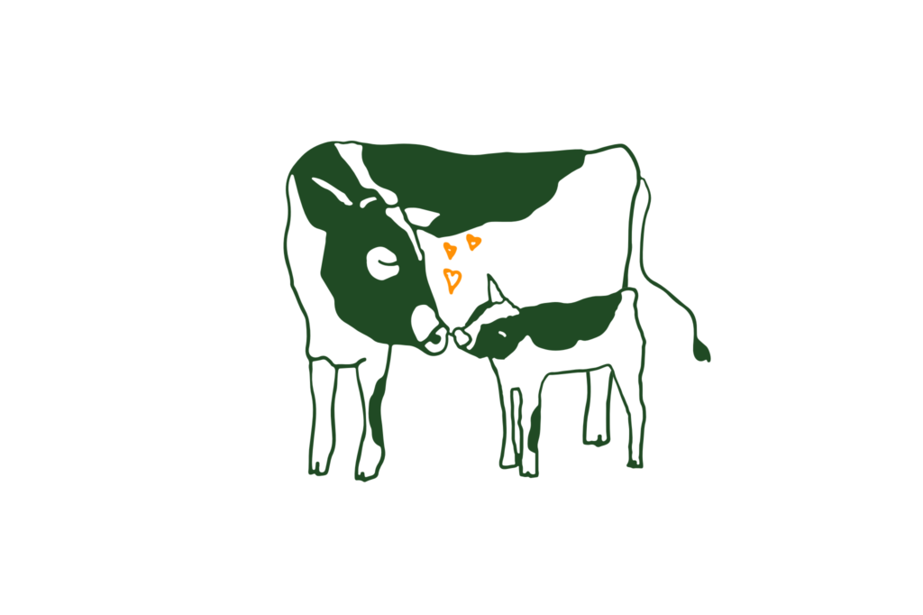 Een illustratie van een koe en een kalfje die elkaar gelukkig knuffelen